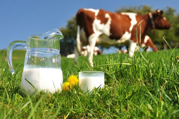 польза коровьего молока 