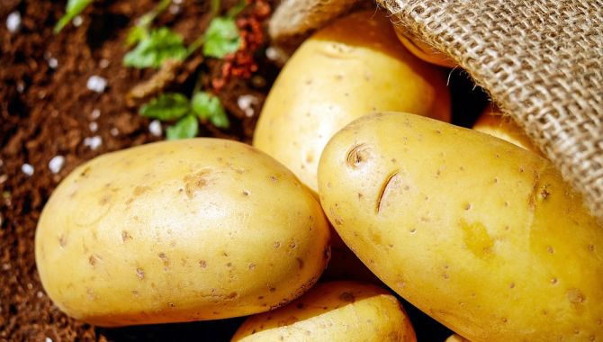 Картофель: польза и вред для здоровья